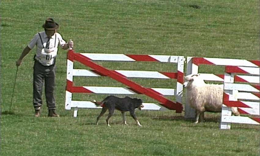 A scene from the 1984 final of A Dog’s Show (Photo: Te Ara / TVNZ) 
