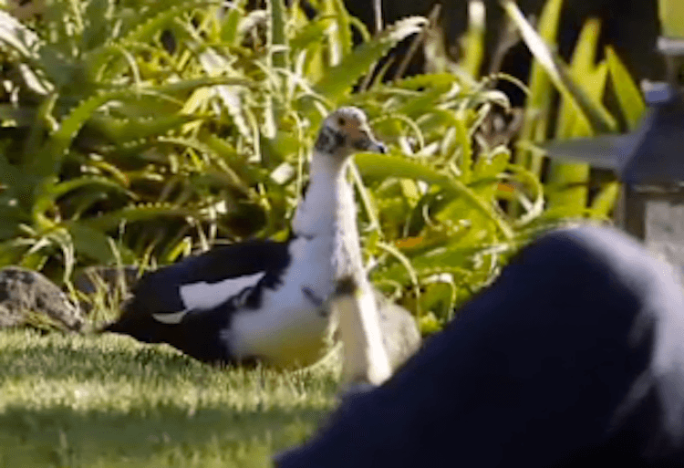 Screen Shot 2015-04-22 at 11.22.43 pm