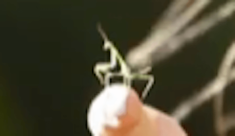 Screen Shot 2015-04-23 at 7.18.15 am