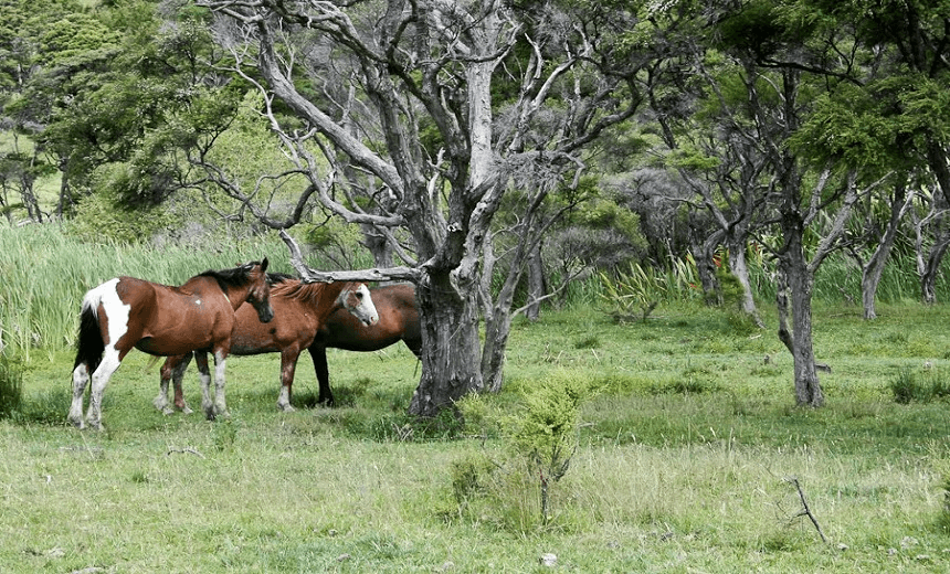 horses