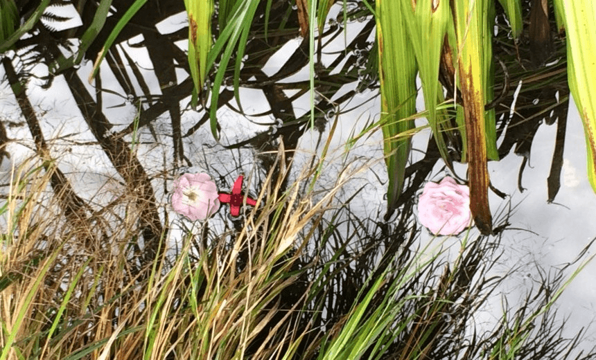 Flowers in the river. Photograph: Bronwyn Hayward