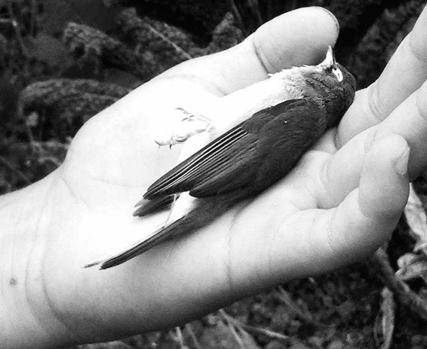 The right-to-die debate as viewed from a rest home