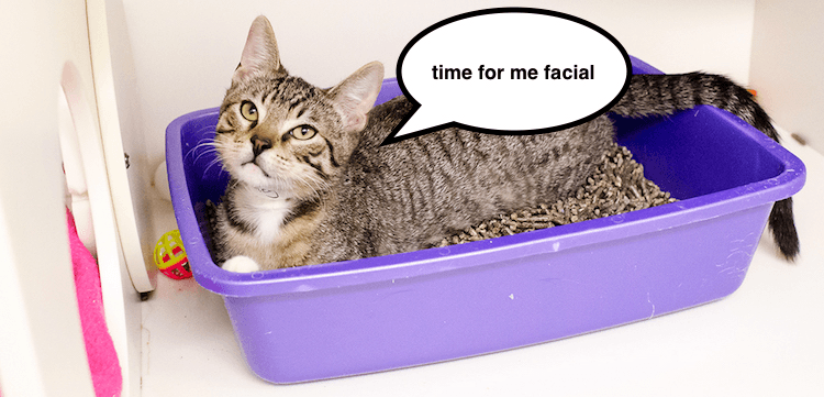 cat-care_litter-box-problems_main-image1_0