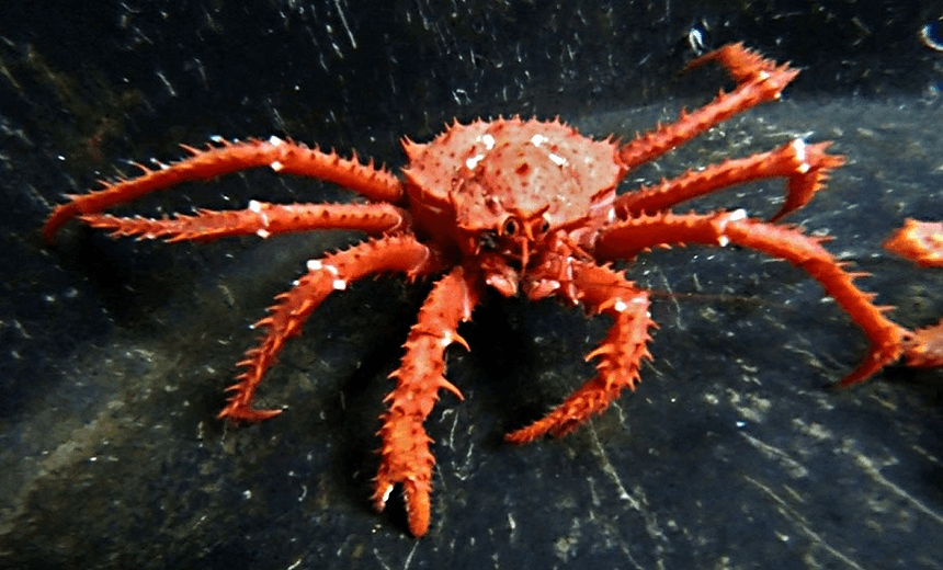 The Monday excerpt: What king crabs tell us about the crisis of climate change