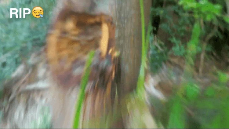 Screen Shot 2016-07-08 at 10.52.28 AM