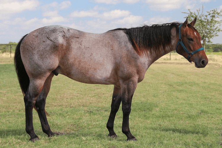 A roan horse