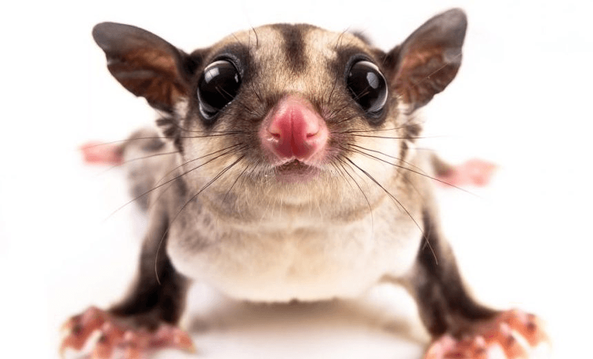 A close up of a sugar glider 
