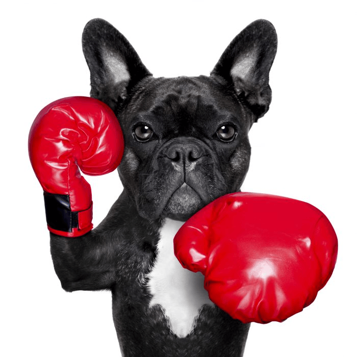 french bulldog boxing dog with big red gloves