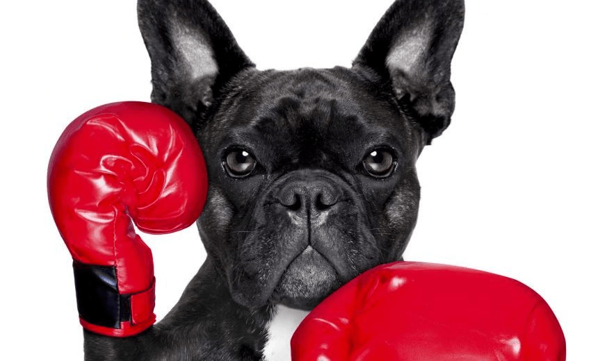 french bulldog boxing dog with big red gloves 
