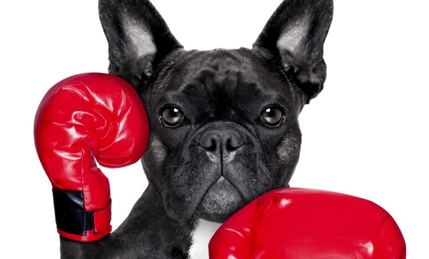 french bulldog boxing dog with big red gloves