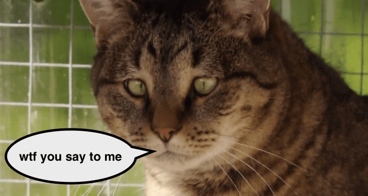 Screen Shot 2016-08-26 at 5.25.04 pm