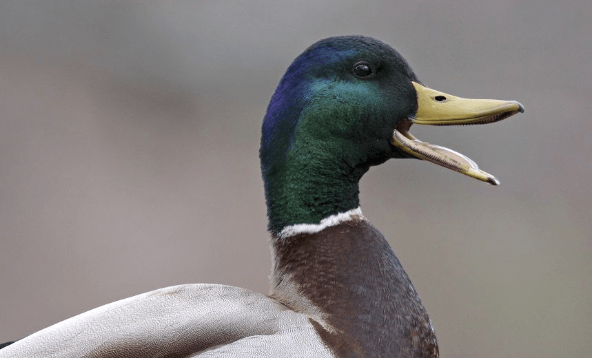 QUACK. PHOTO: ISTOCK 
