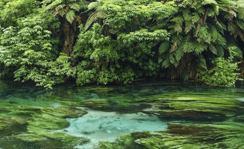The Blue Spring at Te Waihou Walkway, Hamilton. Photo: iStock 
