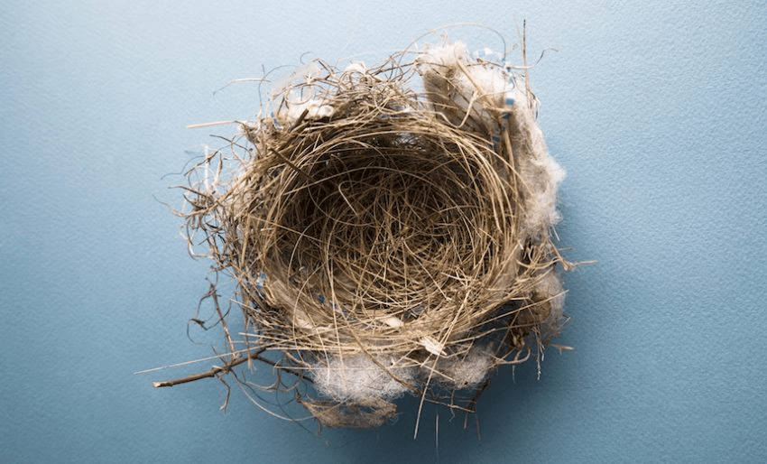 Empty Bird's Nest On Blue