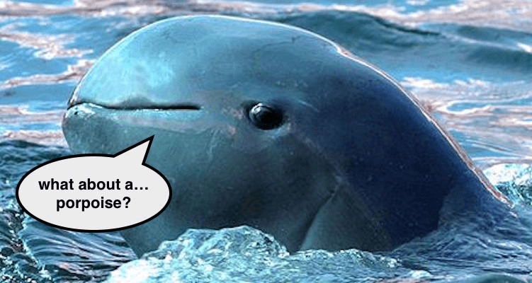 porpoise