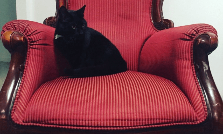 You may be visited by this cat or a different cat (Image: Ashleigh Young) 
