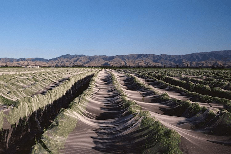 Blenheim is a lot cooler than this photo would suggest (Photo: Getty Images)
