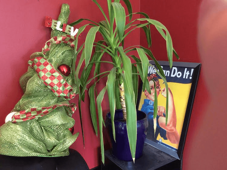 There is not enough room for the tree as well so it's on top of the couch.