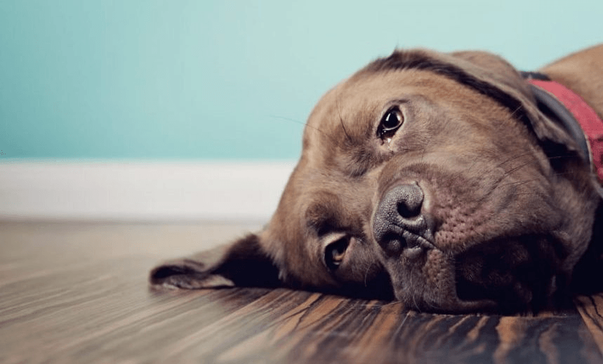 A brown Labrador cross breed French Mastiff Dogue de Bordeaux dog is lying on the floor. Dark wood floor, blue wall and red collar. Facing the camera. 
