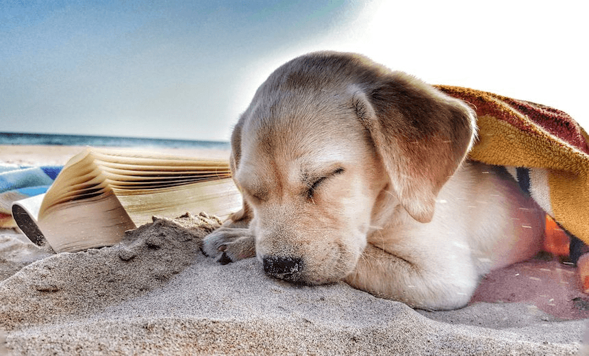 Close-Up Of Cute Labrador Retriever Puppy Sleeping By Novel On Sand At Beach