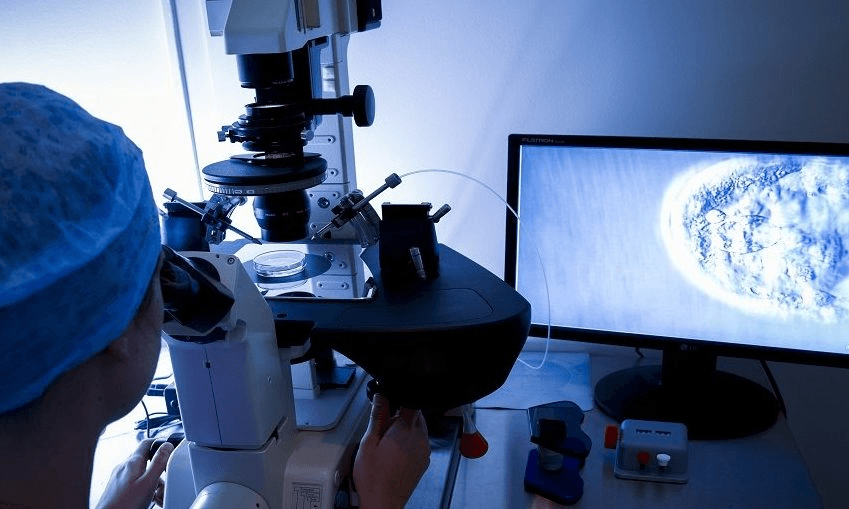 Human sperm injected into a human egg cell as part of in vitro fertilisation. Photo: Getty 
