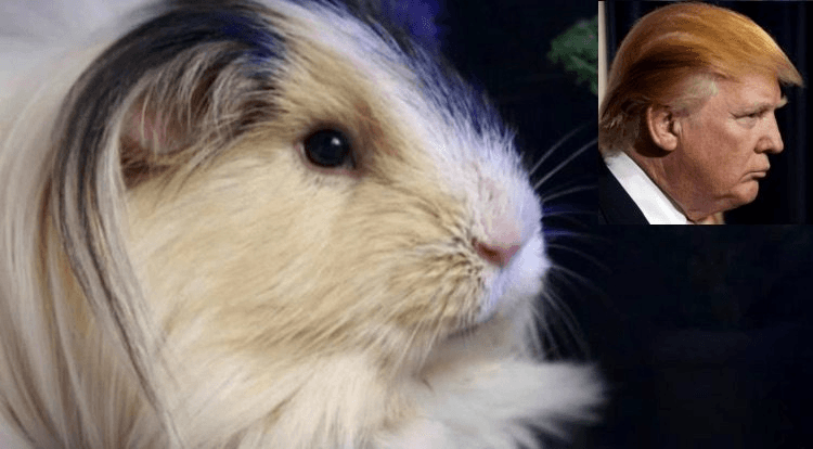 screen-shot-2016-12-07-at-7-14-05-pm