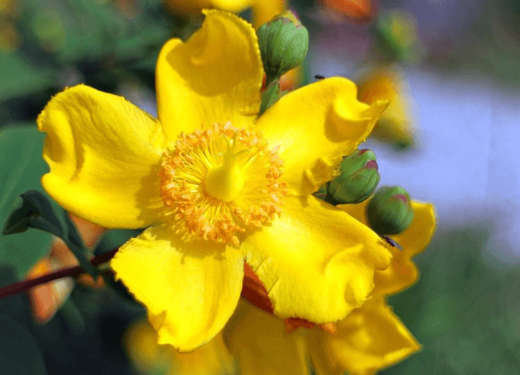 St John's Wort 