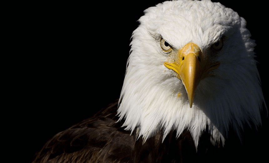 Don’t parent like a Bald Eagle: why good parenting shouldn’t come naturally