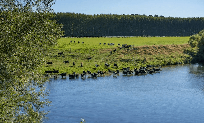 A herd of calves drinking from a river in Otago (Photo: Jill Ferry / Getty Images) 
