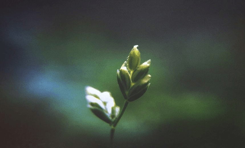 Close-Up Of Flower Buds