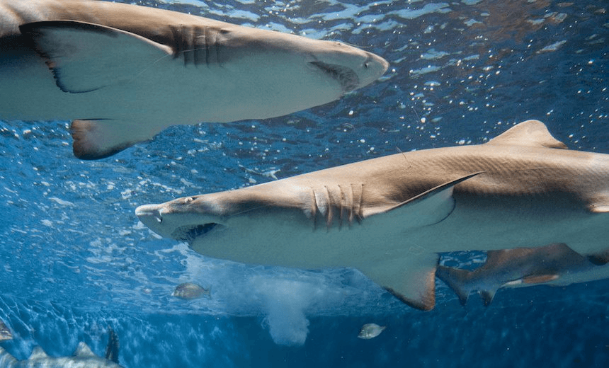 ‘The miracle of horrific biology’: How the animal kingdom proves that pregnancy sucks for everyone