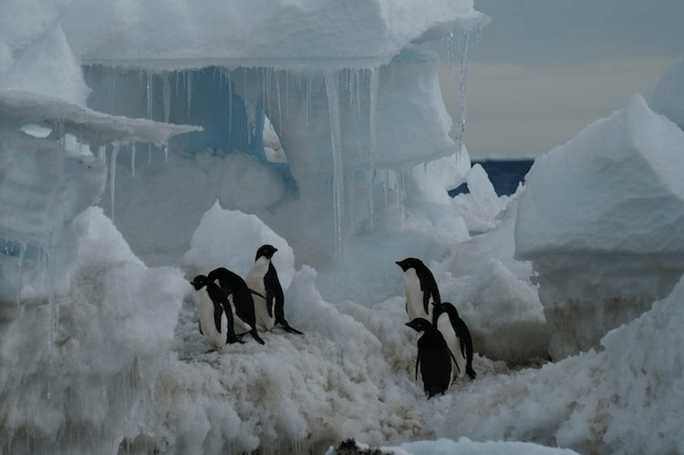 Penguins in Antarctica. Photo: Rob McPhail 
