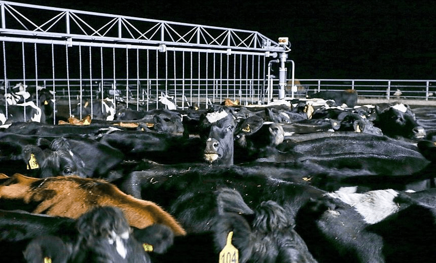 Cows at the Synlait dairy farm in Canterbury stand in the darkness of night on May 25, 2015. Photo: Martin Hunter/Getty Images 
