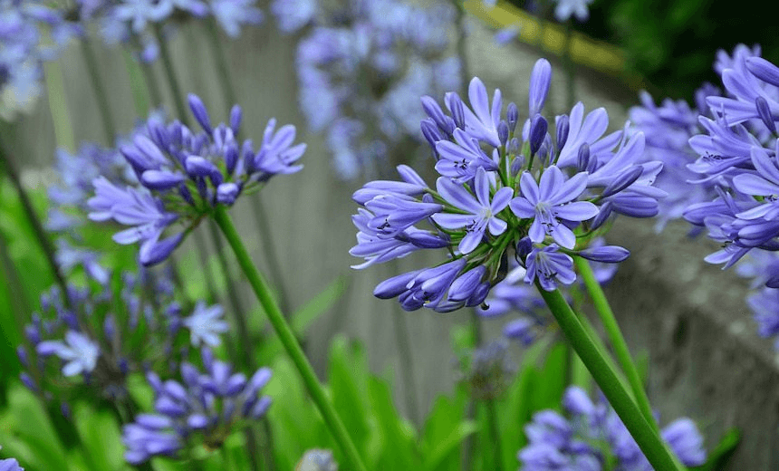 The Friday poem: ‘Blue stars’ by Fleur Adcock