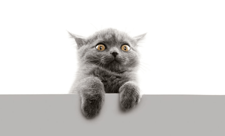 Beautiful Cat (English sort hair – 2 months )