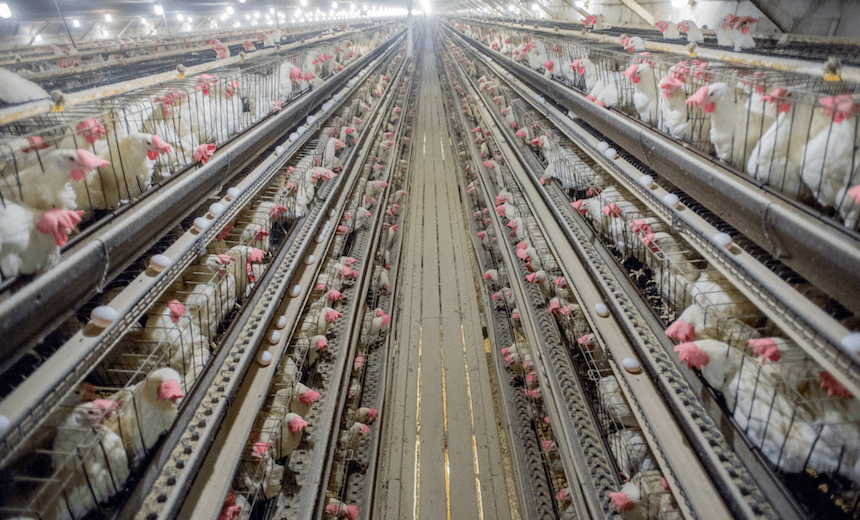 Chickens in cages at a conventional production commercial egg farm in Maryland, USA. Photo: Edwin Remsberg / Getty Images 
