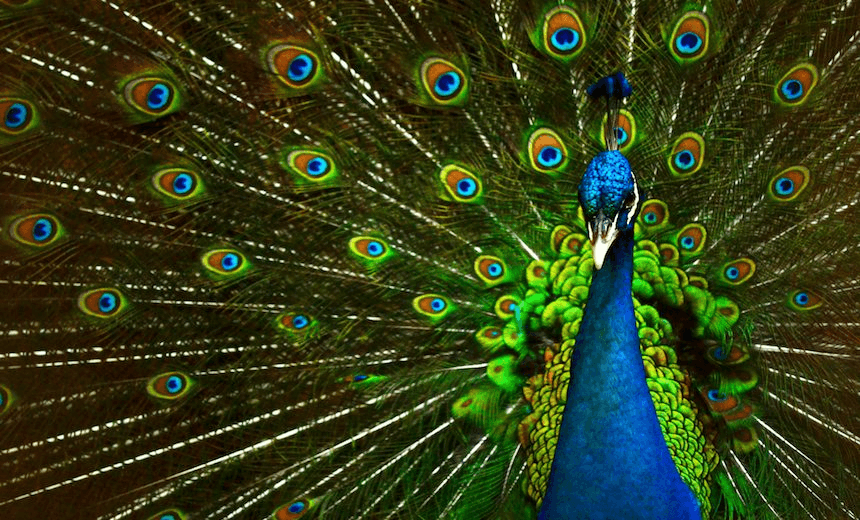 Peacock