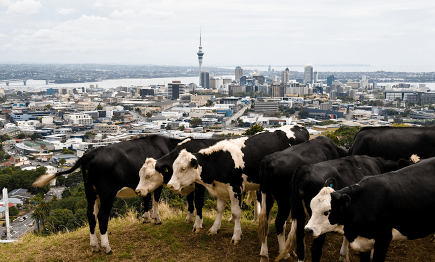 Cows grazing on top of Mt. Eden, Auckland. Photo: Getty Images 
