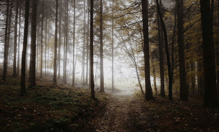 The Friday Poem: I am a tree by Always Becominging