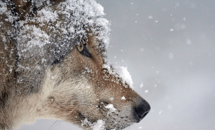 The Friday Poem by Emma Neale