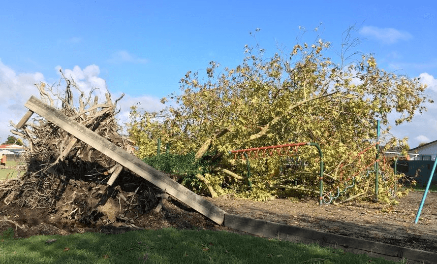 What remains of the Tui Adventure Playground. This tree was either pushed over by the flood or weakened by it before being toppled by Cyclone Cook a week later. Photo: Jason Renes 
