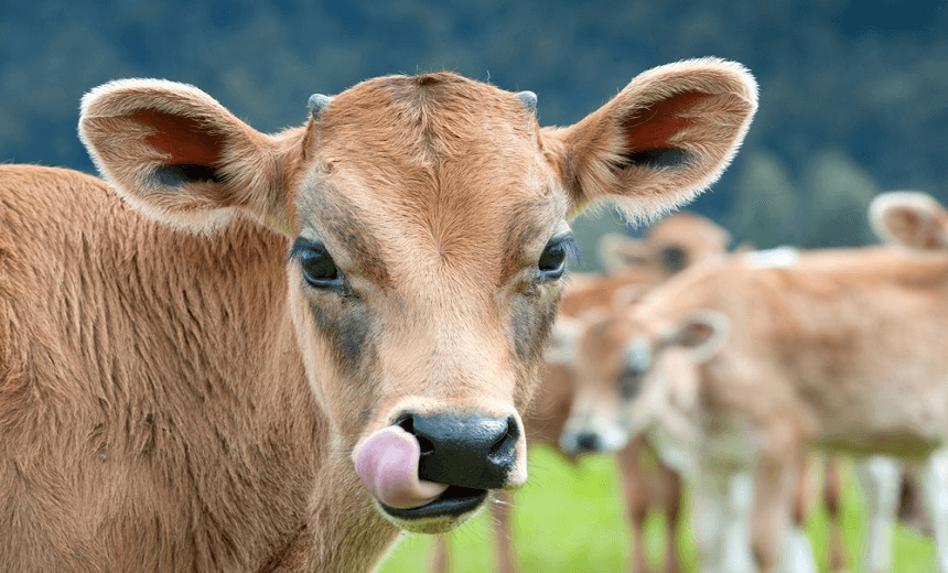 The government is now expecting the cost of combatting mycoplasma bovis to grow