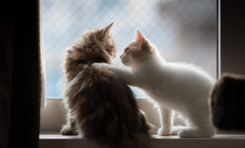 Michele A’Court and Tom on a windowsill 

