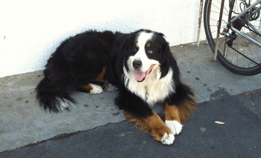 Obituary: Goodbye to Bernie, the goodest boy in Wellington