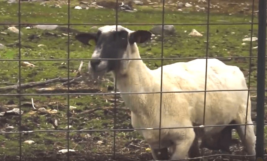 Screen Shot 2017-05-26 at 3.38.56 PM