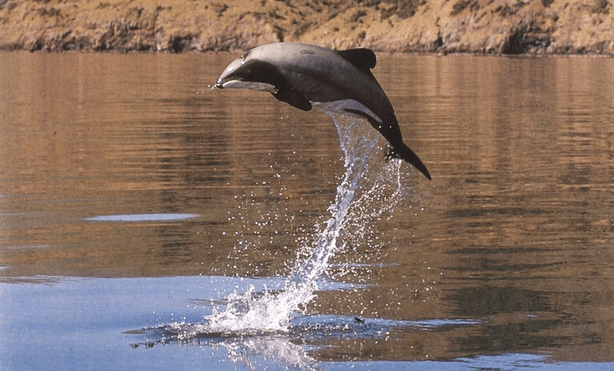 A Māui dolphin. Photo: Kirsty Russell 
