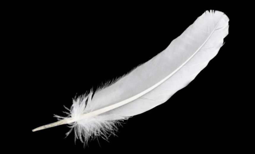white feather 2