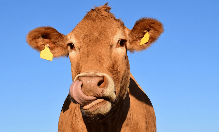 More must be done to meet NZ’s climate challenge – but slashing agriculture isn’t the answer