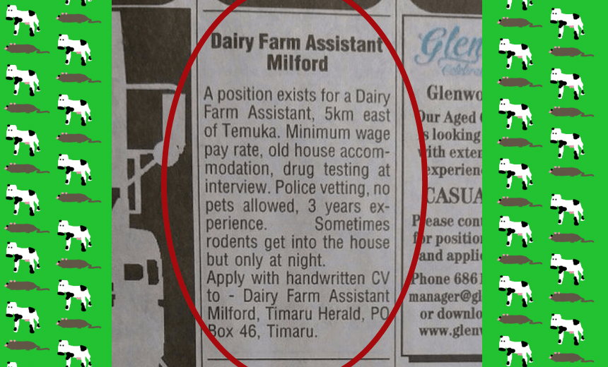 ‘Sometimes rodents get into the house but only at night’ – investigating that weird Dairy Assistant wanted ad