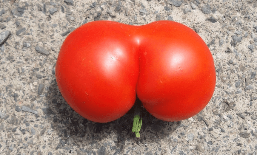tomato-949629_1920